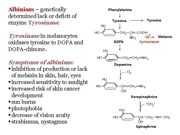 Albinism – genetically determined lack or deficit of enzyme Tyrosinase in melanocytes oxidases tyrosine Albinism – genetically determined lack or deficit of enzyme Tyrosinase in melanocytes oxidases tyrosine