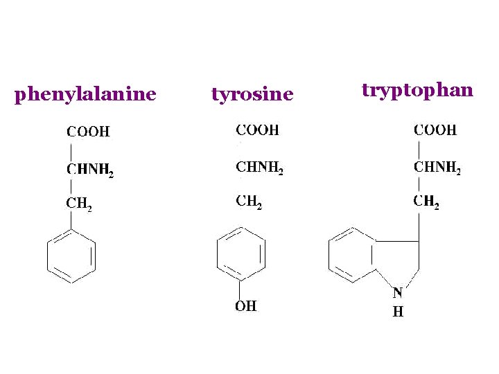 phenylalanine tyrosine tryptophan 