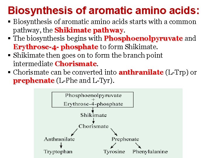 Biosynthesis of aromatic amino acids: § Biosynthesis of aromatic amino acids starts with a