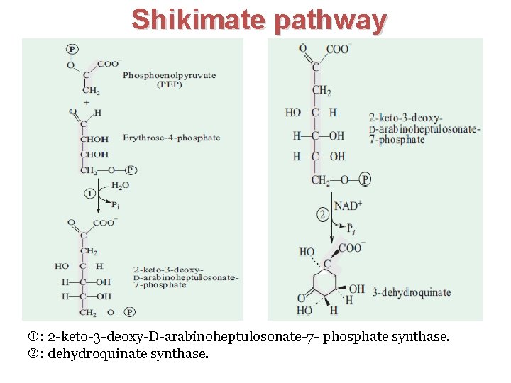 Shikimate pathway : 2 -keto-3 -deoxy-D-arabinoheptulosonate-7 - phosphate synthase. : dehydroquinate synthase. 