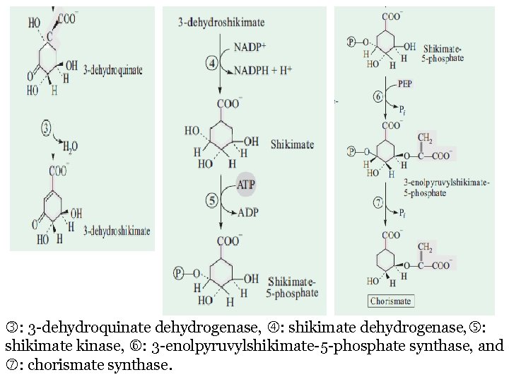  : 3 -dehydroquinate dehydrogenase, : shikimate dehydrogenase, : shikimate kinase, : 3 -enolpyruvylshikimate-5
