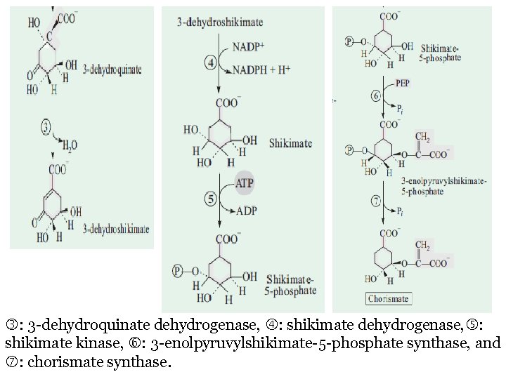 : 3 -dehydroquinate dehydrogenase, : shikimate dehydrogenase, : shikimate kinase, : 3 -enolpyruvylshikimate-5 : 3 -dehydroquinate dehydrogenase, : shikimate dehydrogenase, : shikimate kinase, : 3 -enolpyruvylshikimate-5