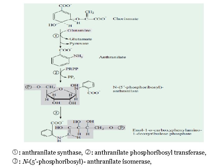  : anthranilate synthase, : anthranilate phosphoribosyl transferase, : N-(5’-phosphoribosyl)- anthranilate isomerase, 