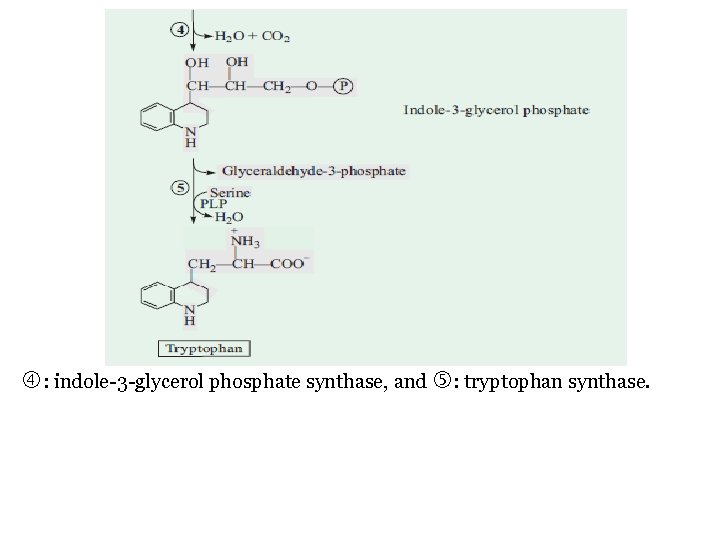 : indole-3 -glycerol phosphate synthase, and : tryptophan synthase. : indole-3 -glycerol phosphate synthase, and : tryptophan synthase.