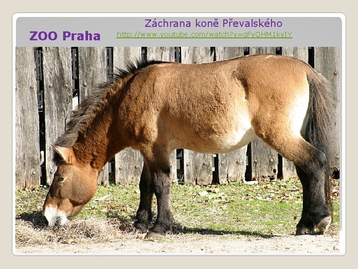 ZOO Praha Záchrana koně Převalského http: //www. youtube. com/watch? v=q. Fv. QHM 1 kv.