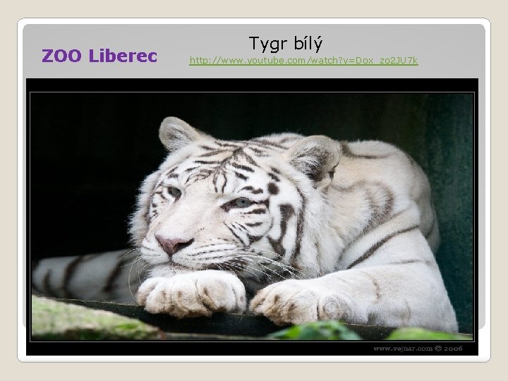 ZOO Liberec Tygr bílý http: //www. youtube. com/watch? v=Dox_zo 2 JU 7 k 