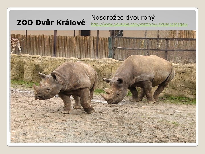 ZOO Dvůr Králové Nosorožec dvourohý http: //www. youtube. com/watch? v=7 RDm 82 MTg. Aw