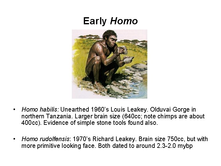 Early Homo • Homo habilis: Unearthed 1960’s Louis Leakey. Olduvai Gorge in northern Tanzania.