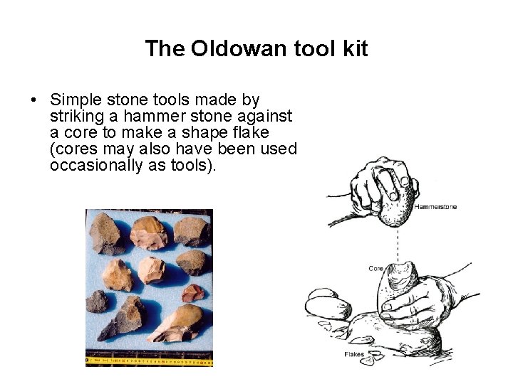 The Oldowan tool kit • Simple stone tools made by striking a hammer stone