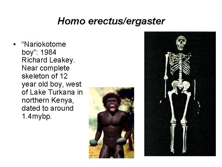 Homo erectus/ergaster • “Nariokotome boy”: 1984 Richard Leakey. Near complete skeleton of 12 year