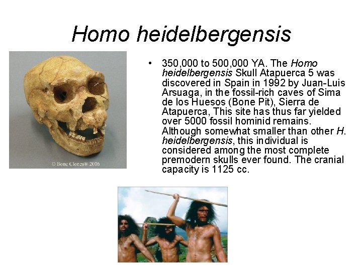 Homo heidelbergensis • 350, 000 to 500, 000 YA. The Homo heidelbergensis Skull Atapuerca