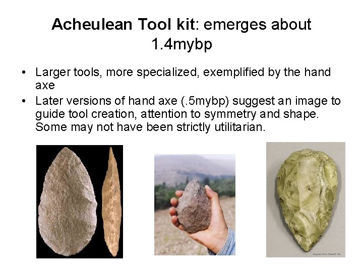 Acheulean Tool kit: emerges about 1. 4 mybp • Larger tools, more specialized, exemplified