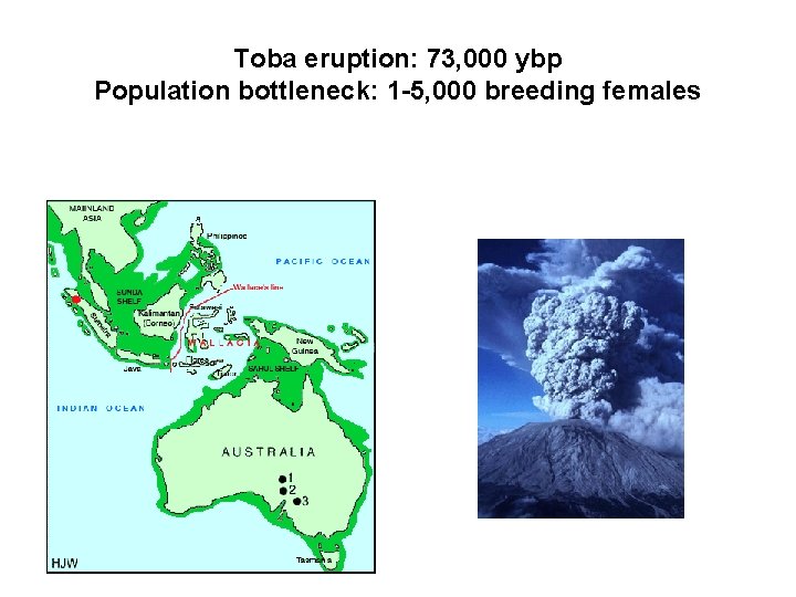 Toba eruption: 73, 000 ybp Population bottleneck: 1 -5, 000 breeding females 