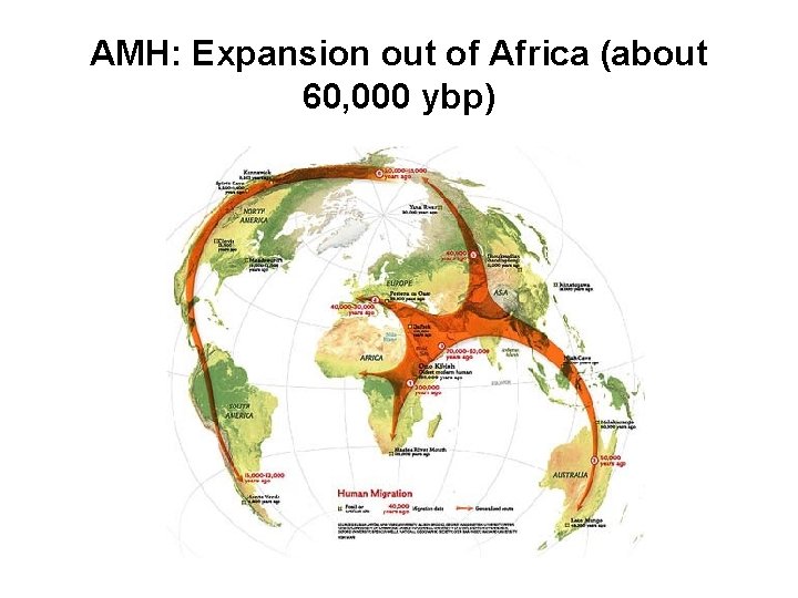 AMH: Expansion out of Africa (about 60, 000 ybp) 