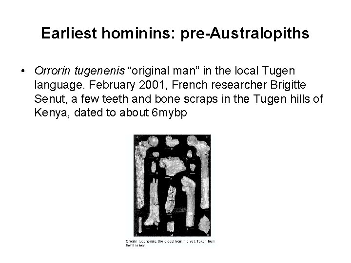 Earliest hominins: pre-Australopiths • Orrorin tugenenis “original man” in the local Tugen language. February