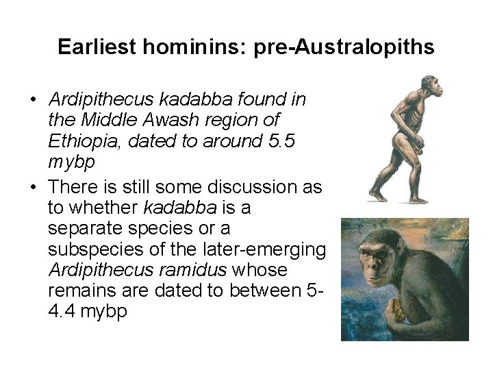 Earliest hominins: pre-Australopiths • Ardipithecus kadabba found in the Middle Awash region of Ethiopia,