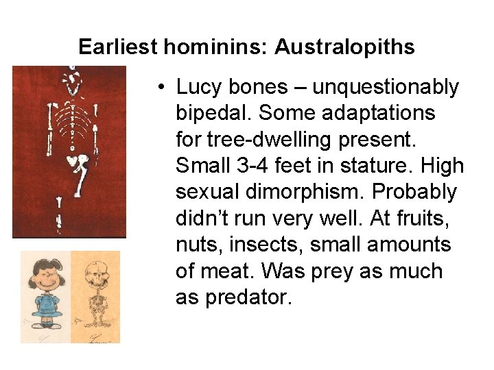 Earliest hominins: Australopiths • Lucy bones – unquestionably bipedal. Some adaptations for tree-dwelling present.