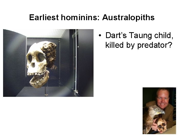 Earliest hominins: Australopiths • Dart’s Taung child, killed by predator? 