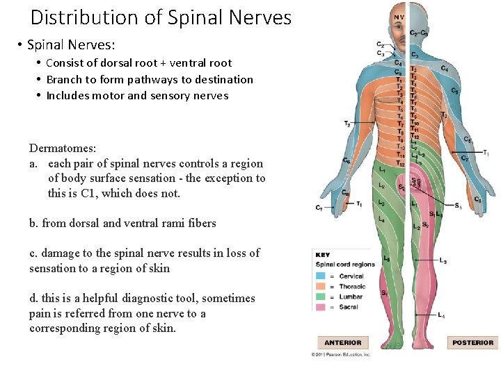 Distribution of Spinal Nerves • Spinal Nerves: • Consist of dorsal root + ventral Distribution of Spinal Nerves • Spinal Nerves: • Consist of dorsal root + ventral