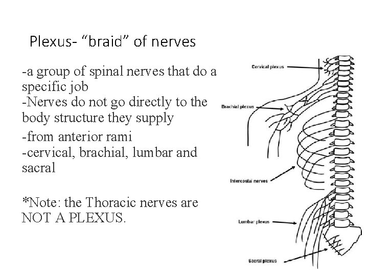 Plexus- “braid” of nerves -a group of spinal nerves that do a specific job Plexus- “braid” of nerves -a group of spinal nerves that do a specific job
