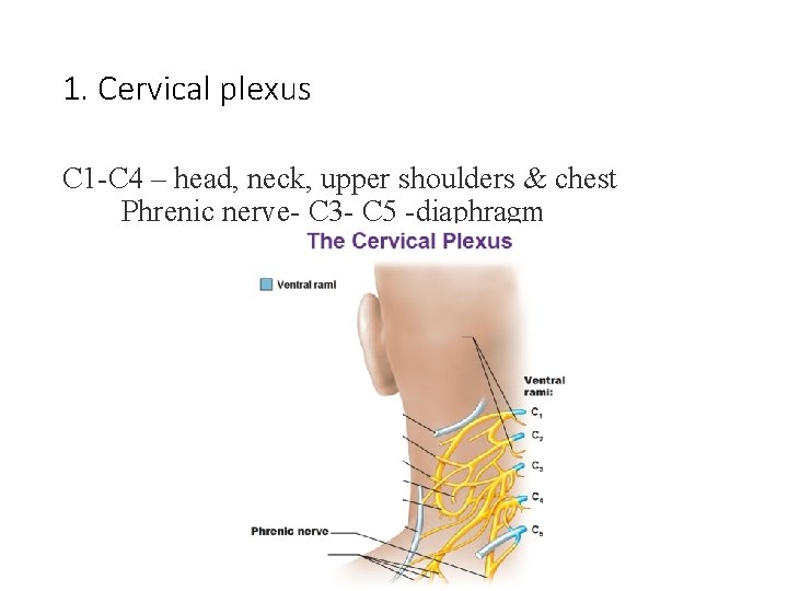 1. Cervical plexus C 1 -C 4 – head, neck, upper shoulders & chest 1. Cervical plexus C 1 -C 4 – head, neck, upper shoulders & chest