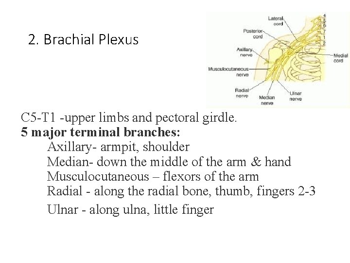 2. Brachial Plexus C 5 -T 1 -upper limbs and pectoral girdle. 5 major 2. Brachial Plexus C 5 -T 1 -upper limbs and pectoral girdle. 5 major