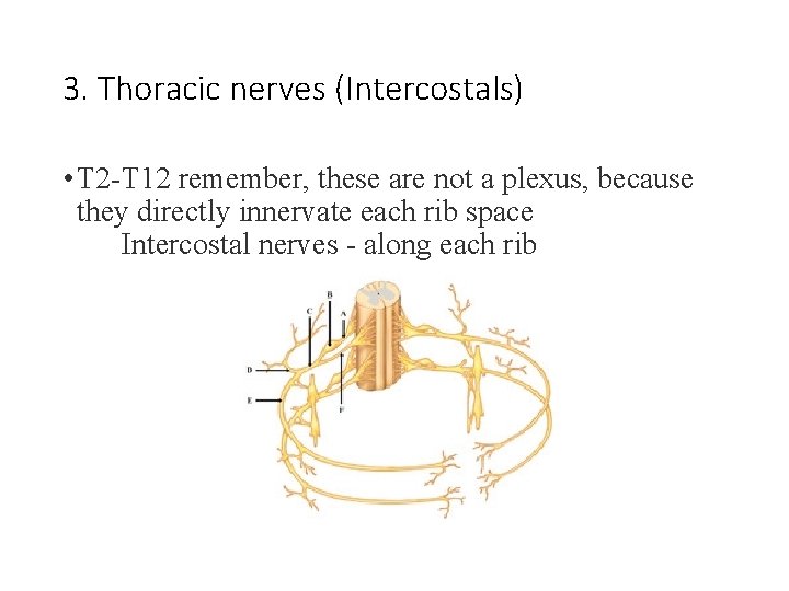 3. Thoracic nerves (Intercostals) • T 2 -T 12 remember, these are not a 3. Thoracic nerves (Intercostals) • T 2 -T 12 remember, these are not a