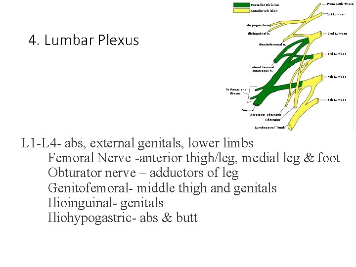 4. Lumbar Plexus L 1 -L 4 - abs, external genitals, lower limbs Femoral 4. Lumbar Plexus L 1 -L 4 - abs, external genitals, lower limbs Femoral