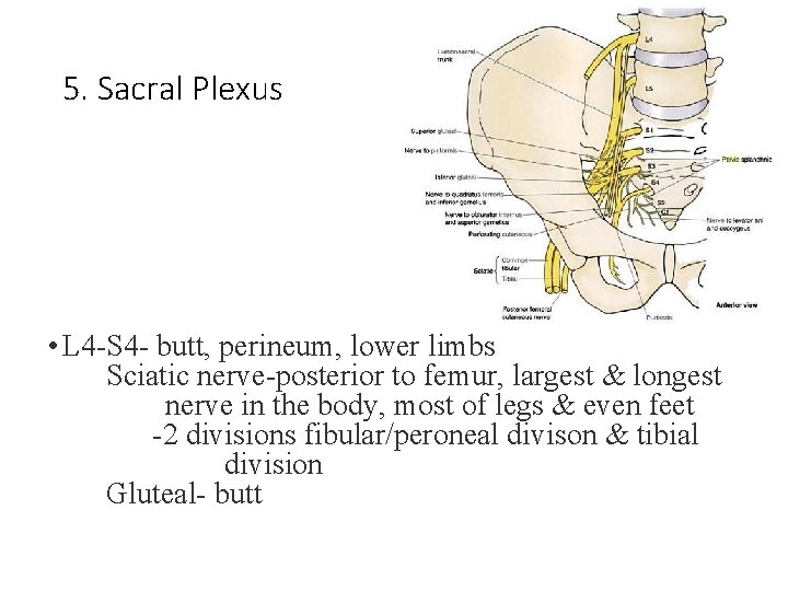 5. Sacral Plexus • L 4 -S 4 - butt, perineum, lower limbs Sciatic 5. Sacral Plexus • L 4 -S 4 - butt, perineum, lower limbs Sciatic