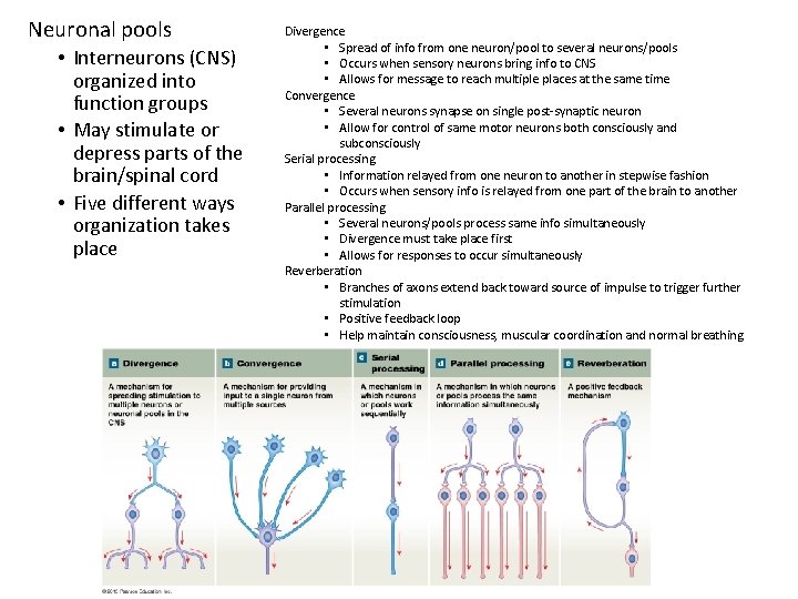 Neuronal pools • Interneurons (CNS) organized into function groups • May stimulate or depress Neuronal pools • Interneurons (CNS) organized into function groups • May stimulate or depress
