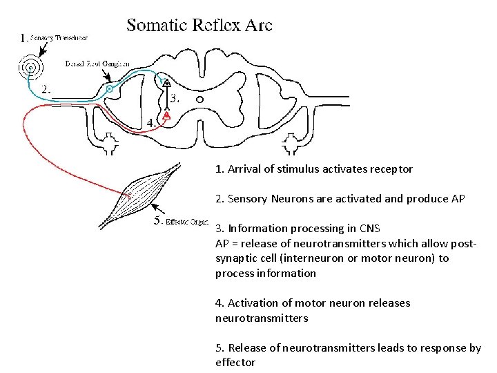 1. Arrival of stimulus activates receptor 2. Sensory Neurons are activated and produce AP 1. Arrival of stimulus activates receptor 2. Sensory Neurons are activated and produce AP