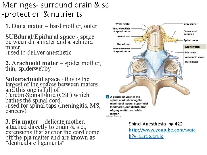 Meninges- surround brain & sc -protection & nutrients 1. Dura mater – hard mother, Meninges- surround brain & sc -protection & nutrients 1. Dura mater – hard mother,