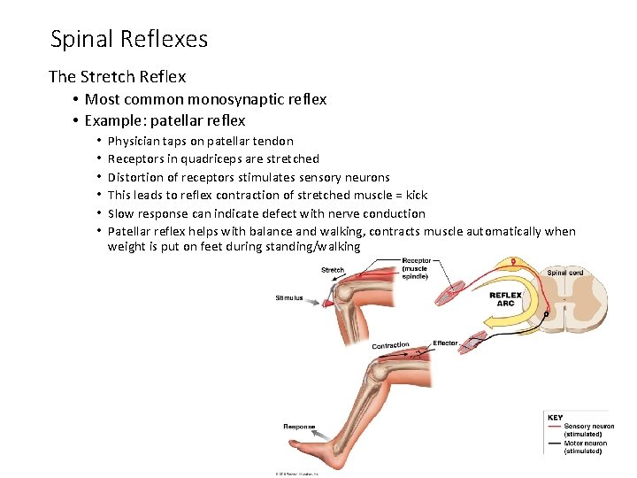 Spinal Reflexes The Stretch Reflex • Most common monosynaptic reflex • Example: patellar reflex Spinal Reflexes The Stretch Reflex • Most common monosynaptic reflex • Example: patellar reflex