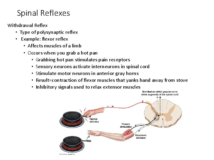 Spinal Reflexes Withdrawal Reflex • Type of polysynaptic reflex • Example: flexor reflex • Spinal Reflexes Withdrawal Reflex • Type of polysynaptic reflex • Example: flexor reflex •