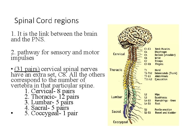 Spinal Cord regions 1. It is the link between the brain and the PNS. Spinal Cord regions 1. It is the link between the brain and the PNS.