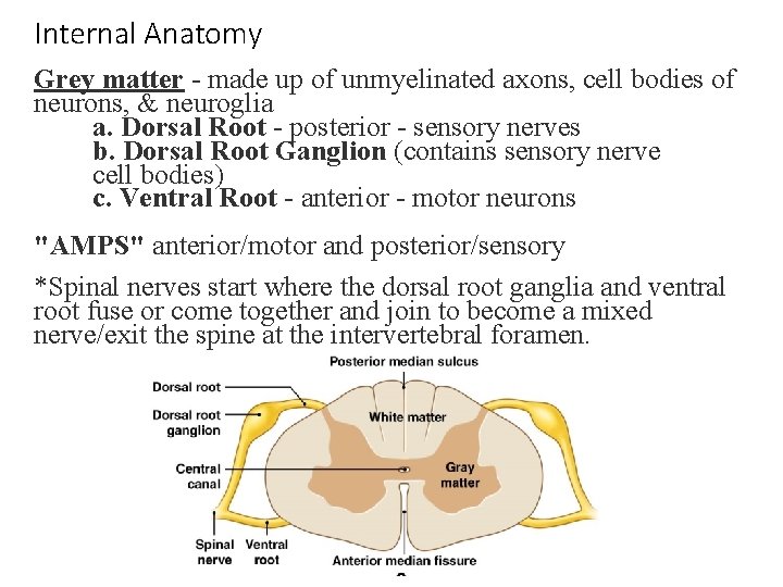 Internal Anatomy Grey matter - made up of unmyelinated axons, cell bodies of neurons, Internal Anatomy Grey matter - made up of unmyelinated axons, cell bodies of neurons,