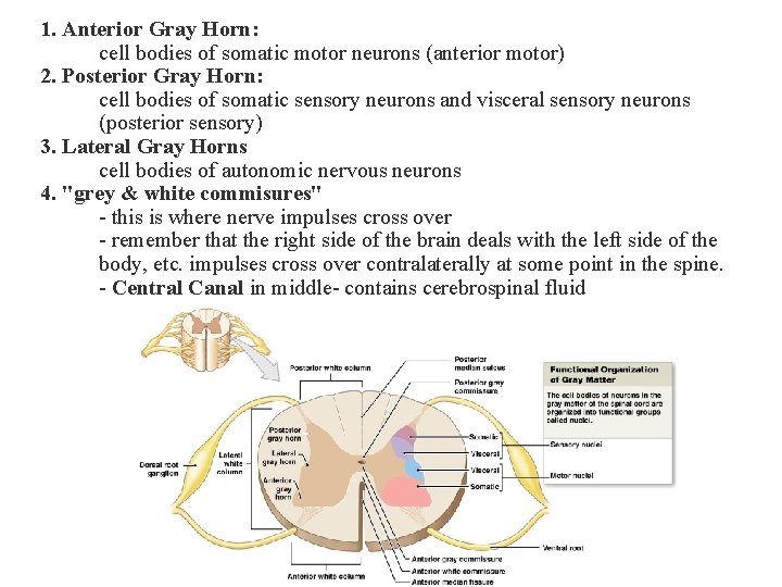 1. Anterior Gray Horn: cell bodies of somatic motor neurons (anterior motor) 2. Posterior 1. Anterior Gray Horn: cell bodies of somatic motor neurons (anterior motor) 2. Posterior