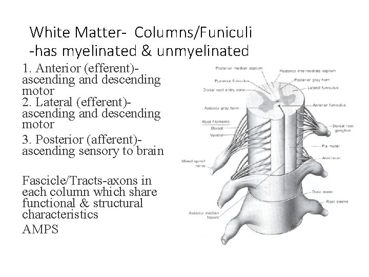 White Matter- Columns/Funiculi -has myelinated & unmyelinated 1. Anterior (efferent)- ascending and descending motor White Matter- Columns/Funiculi -has myelinated & unmyelinated 1. Anterior (efferent)- ascending and descending motor