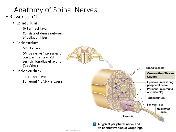 Anatomy of Spinal Nerves • 3 layers of CT • Epineurium • Outermost layer Anatomy of Spinal Nerves • 3 layers of CT • Epineurium • Outermost layer