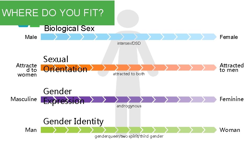 WHERE DO YOU FIT? Biological Sex Male Female intersex/DSD Attracte d to women Masculine