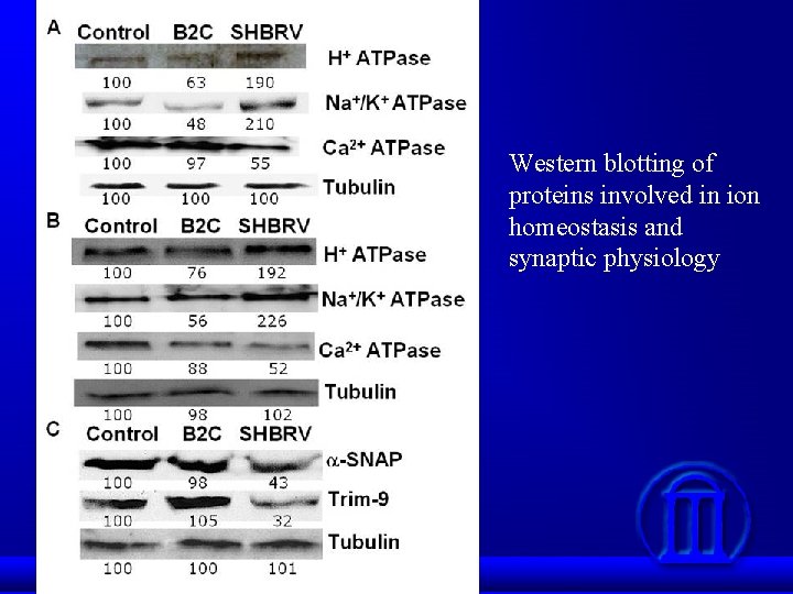 Western blotting of proteins involved in ion homeostasis and synaptic physiology 