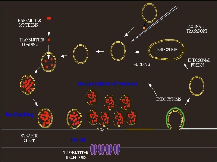 Accumulation of vesicles No Docking No release of Neurotransmitters 
