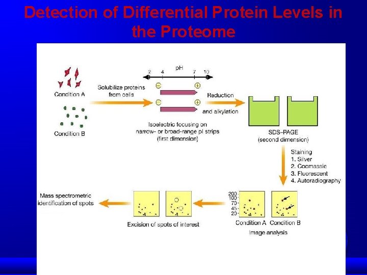 Detection of Differential Protein Levels in the Proteome 