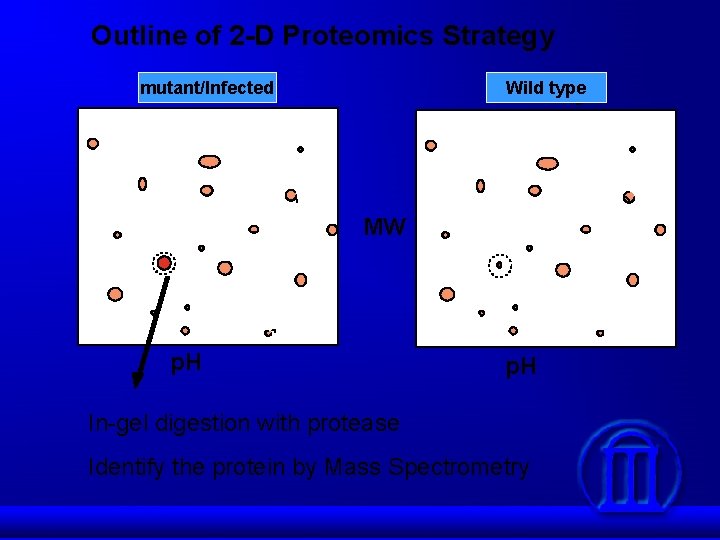 Outline of 2 -D Proteomics Strategy mutant/Infected Wild type MW p. H In-gel digestion