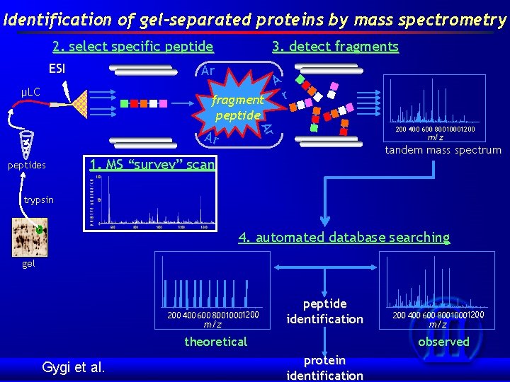 Identification of gel-separated proteins by mass spectrometry 2. select specific peptide ESI 3. detect
