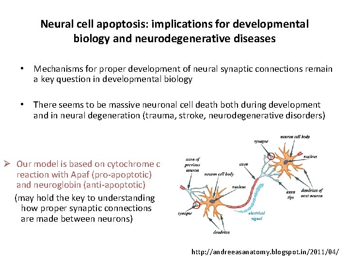 Neural cell apoptosis: implications for developmental biology and neurodegenerative diseases • Mechanisms for proper