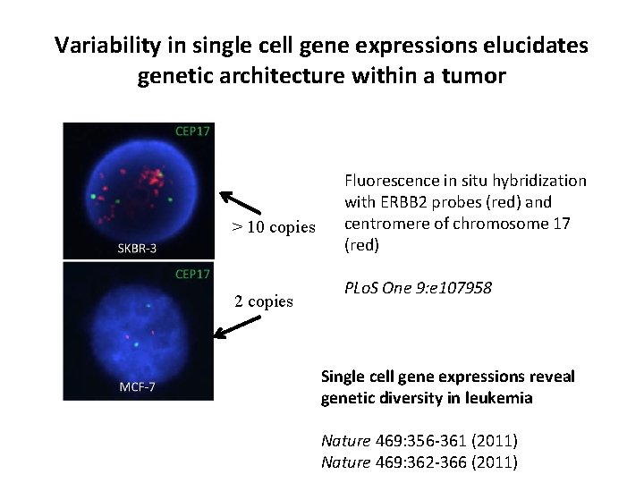 Variability in single cell gene expressions elucidates genetic architecture within a tumor > 10