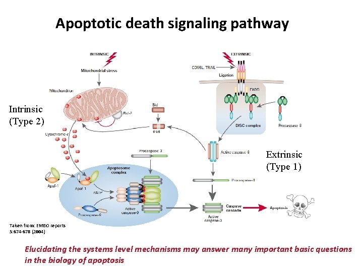 Apoptotic death signaling pathway Intrinsic (Type 2) Extrinsic (Type 1) Taken from: EMBO reports