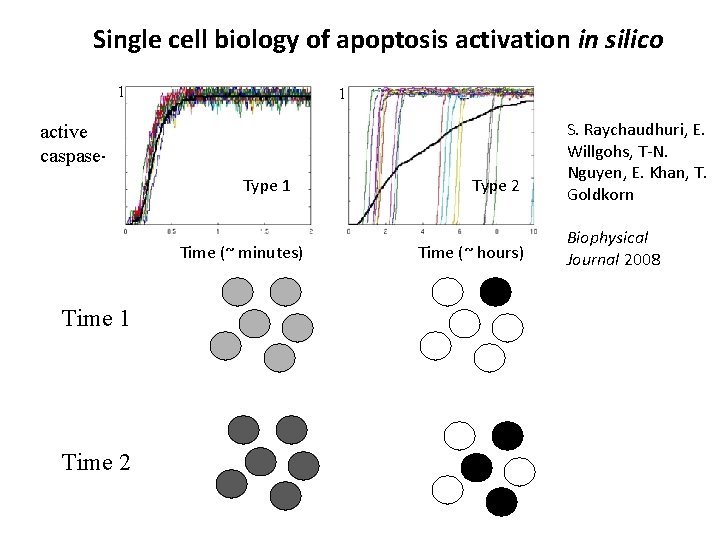 Single cell biology of apoptosis activation in silico 1 1 active caspase-3 Type 1