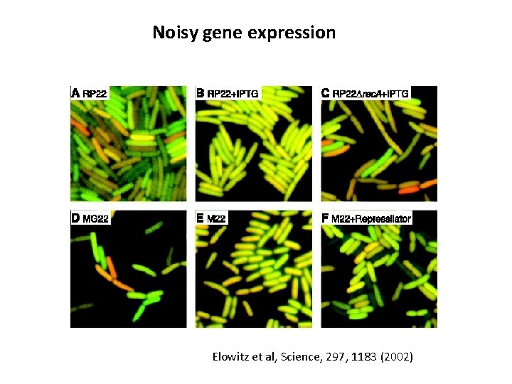 Noisy gene expression Elowitz et al, Science, 297, 1183 (2002) 
